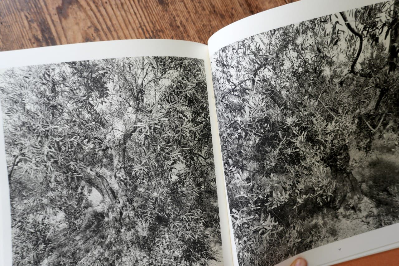 中頁。剪定されていない野生のオリーブ