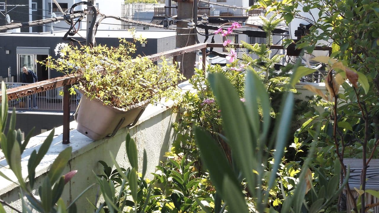 木林文庫のベランダ。鉢と草花が並ぶ