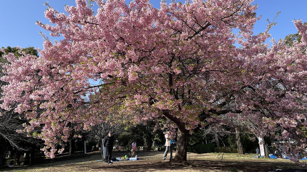 河津桜