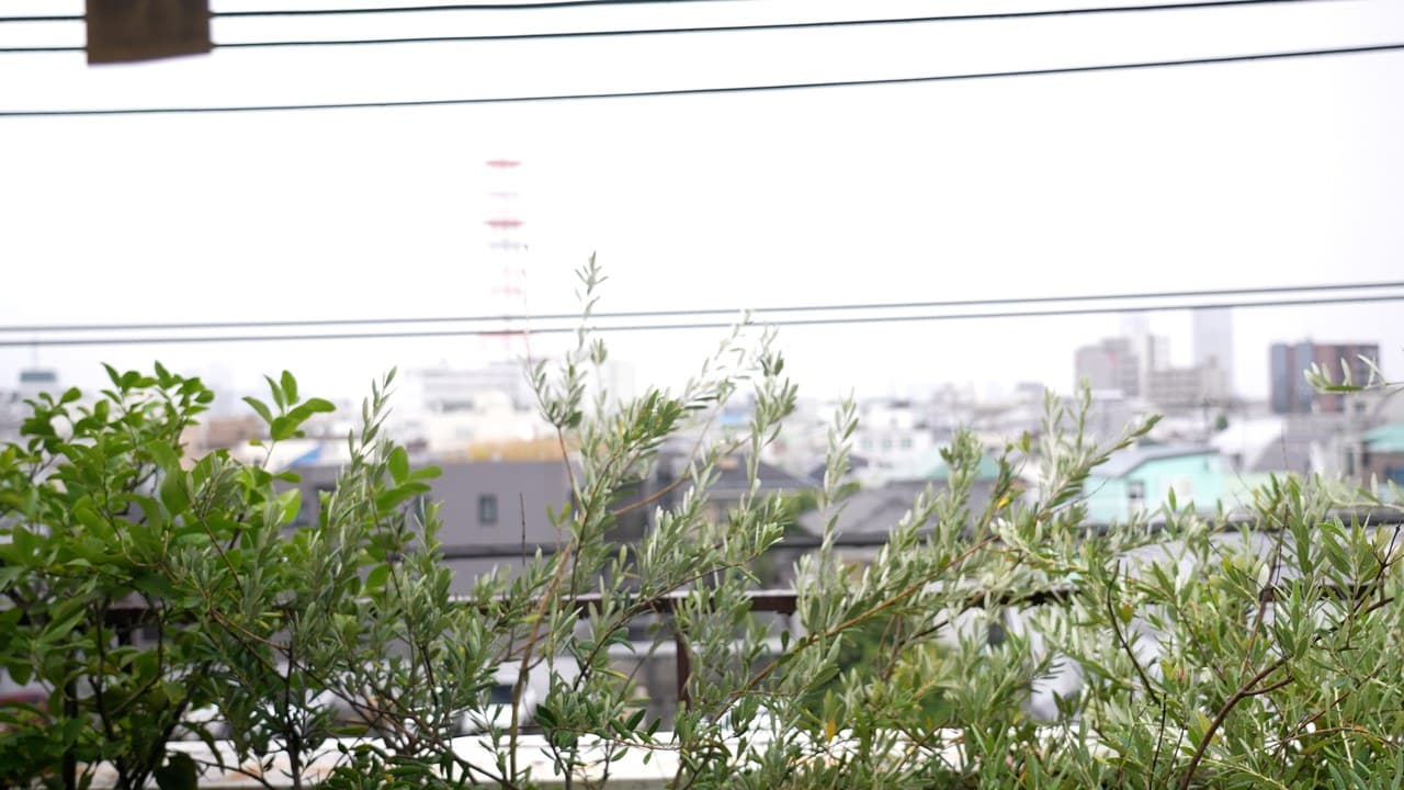 オリーブにふさわしい日差しのベランダ