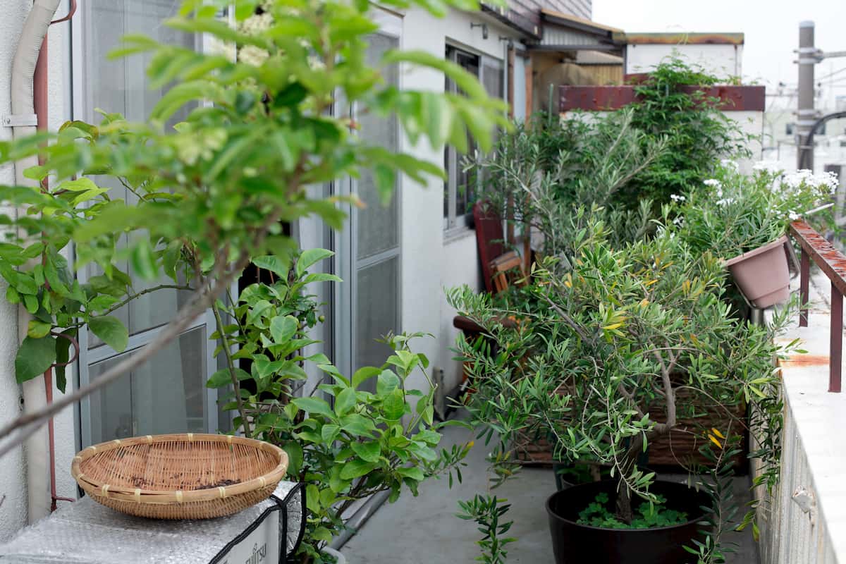 木林文庫の写真（あたり）